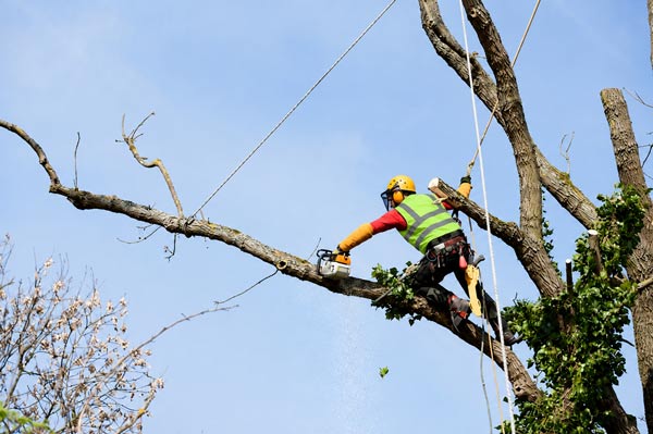 Podas verticales y trabajos en arbolado